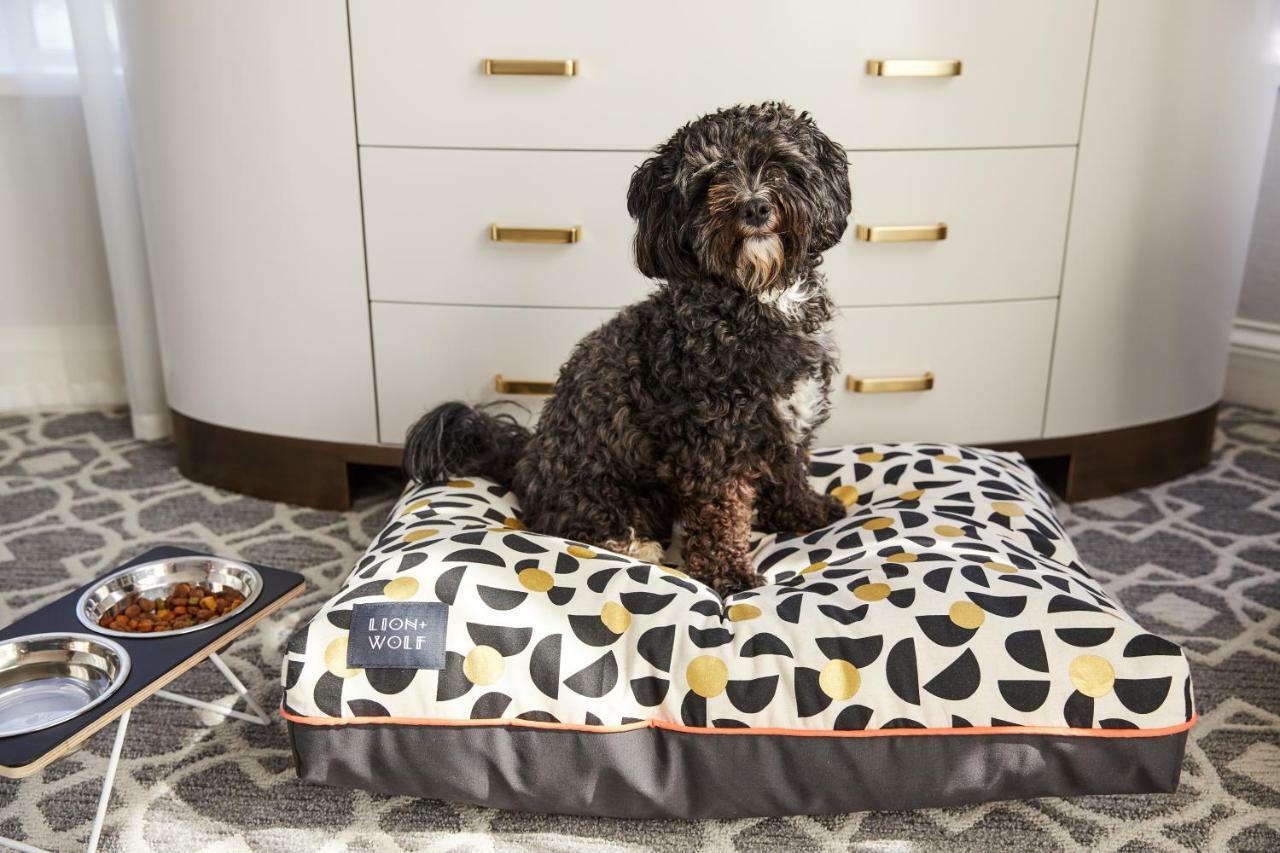 波士顿惠特尼酒店 外观 照片 A dog on a dog bed